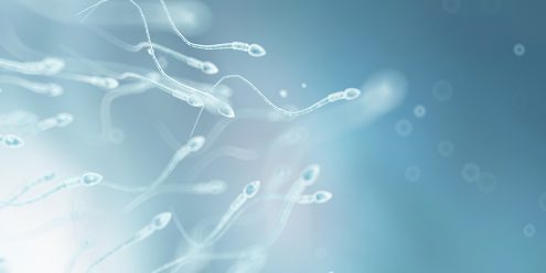 Protein transfer to the testes could potentialy treat male infertility!